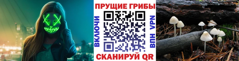 Псилоцибиновые грибы Psilocybine cubensis Лабинск